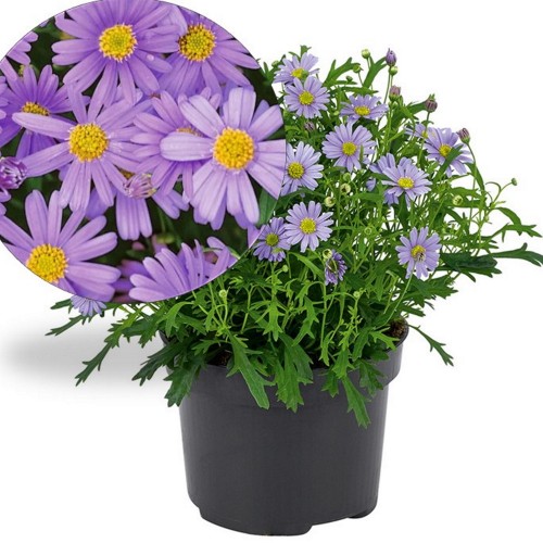 Brachyscome multifida 'Delight Dark Mauve' - Lõhislehine tukalill 'Delight Dark Mauve' P9/0,55L